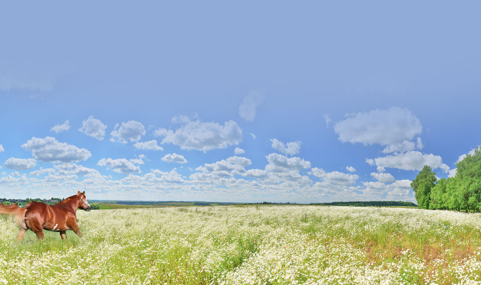 Harris Paint Horses Stallions