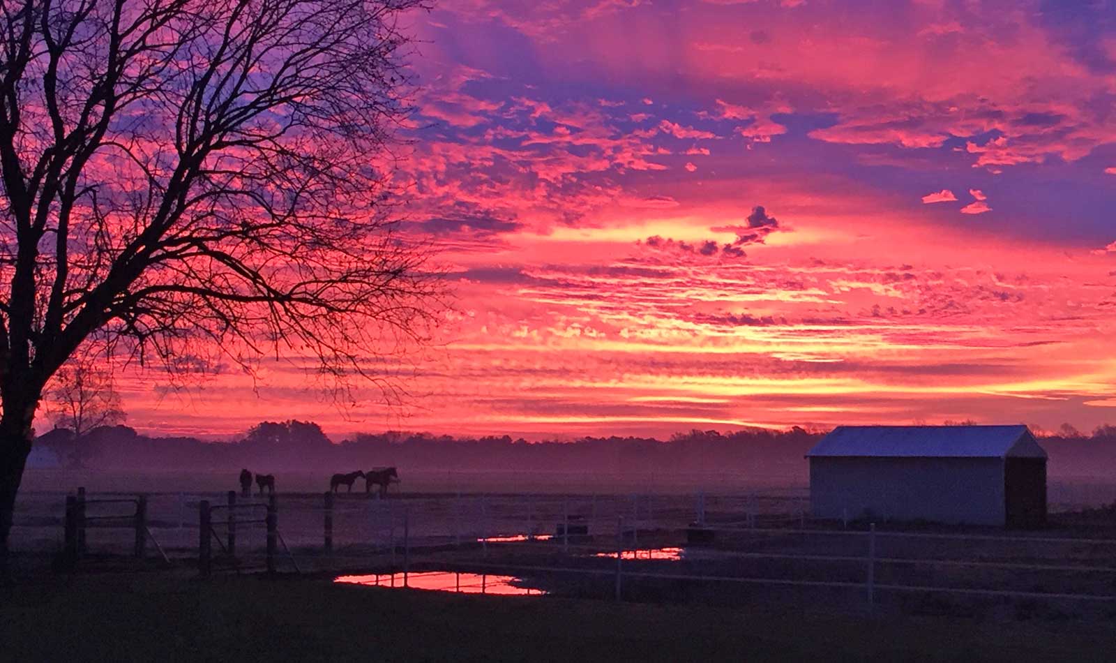 home about us our story happy customers memories services stallions our