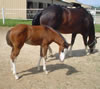 2008 Filly by Awesome Andy