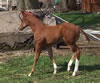 2008 Filly by Awesome Andy