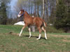 2008 Filly by Awesome Andy