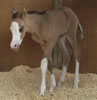 2008 Filly by Awesome Andy
