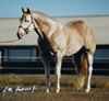 Three Deuces - APHA Stallion