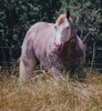 Three Deuces - APHA Stallion