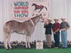 Three Deuces - APHA Stallion
