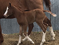 I Kinda Like That - Foal