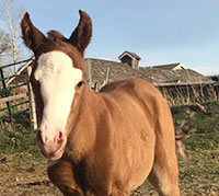 I Kinda Like That - Foal