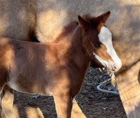 I Kinda Like That - Foal