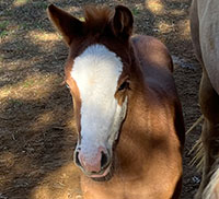 I Kinda Like That - Foal