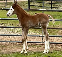 I Kinda Like That - Foal