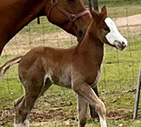 I Kinda Like That - Foal