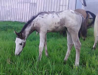 DieselFoal2