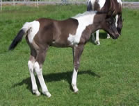 Foal5