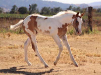 Diesel Foal