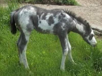 Diesel Foal