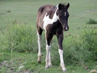 Diesel Foal