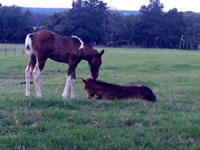 Foal15
