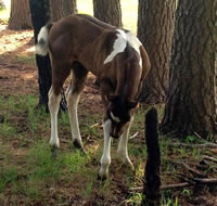 Foal16