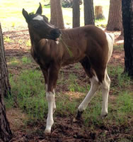 Foal17
