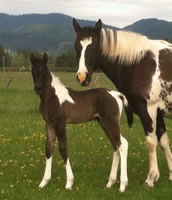 Foal4