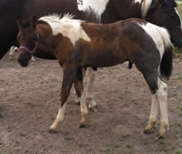 Foal6