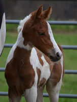 Foal8