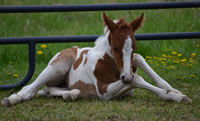 Foal9