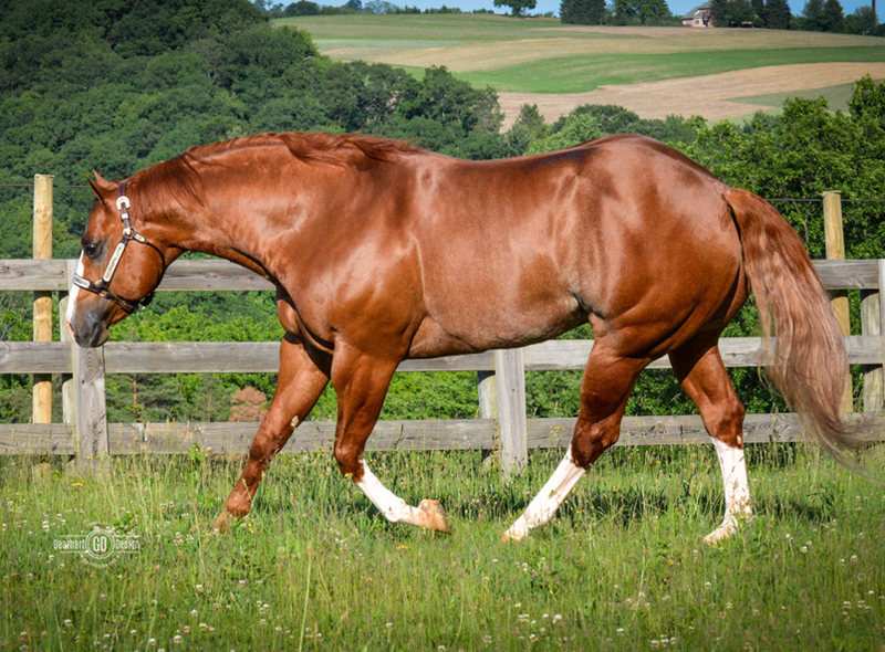 FG Totally A Charmer APHA Stallion